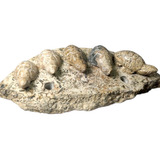Porta Lapiceros De Marmol Piedra Fosil Con Concha Pulida