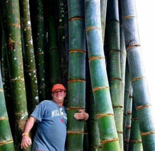 50 Semillas De Bambu Gigante