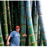 50 Semillas De Bambu Gigante