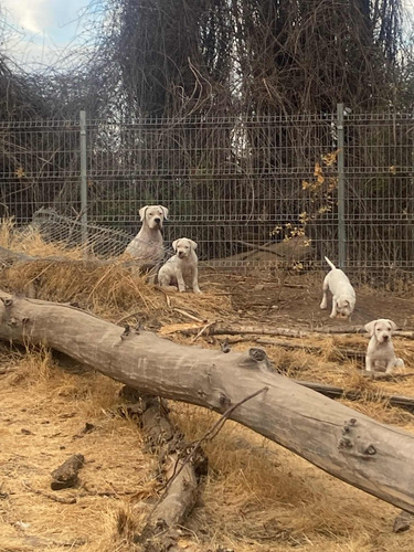 Cachorros De Dogos Argentinos