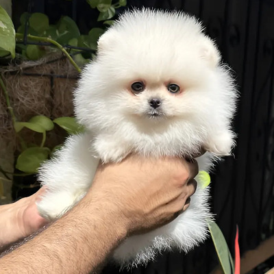 Pomerania Cara De Oso 100a% Calidad . | Meses sin interés