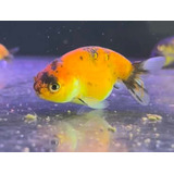 Kinguio Exótico Ranchu Calico Peixe Raro Aquário Lago