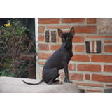 Xoloitzcuintle Miniatura Pedigree Macho