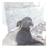 Cachorro Pitbull Negro Con Manchas 3 Meses