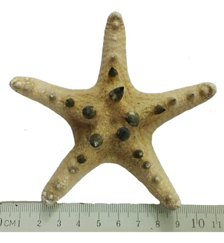 Estrella De Mar Caracol Marino Concha Pez Pecera Baño