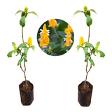 2 Mudas De Camarão Amarelo - Atrai Borboletas E Beija-flores