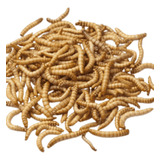Tenebrios Molitores (1000 Larvas Vivas) Frete Grátis