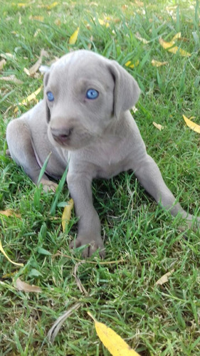 Cachorro Weimaraner Super Lindos