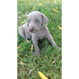 Cachorro Weimaraner Super Lindos