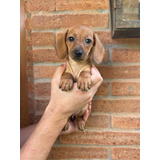 Preciosos Cachorros Salchichas Dachshund Mini