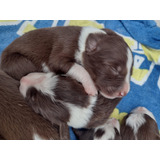 Cachorros Border Collie Marron Chocolate Puros