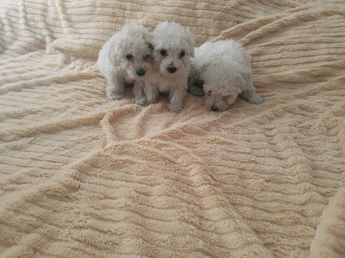 Hermosos Cachorritos Poodle Blancos