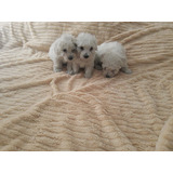 Hermosos Cachorritos Poodle Blancos