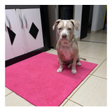 Filhote De Pit Bull - 5 Meses