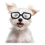 Lentes Con Protección Ocular Para Perros Pequeños