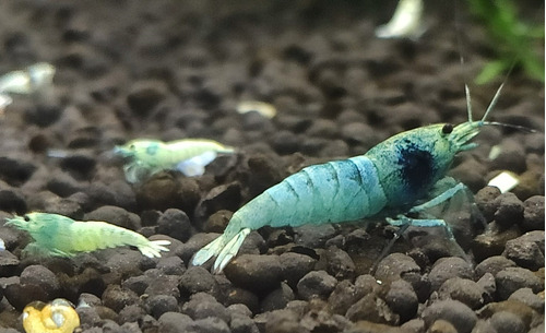 Camarão Caridina Blue Bolt / Caridina Azul (6 Unidades)