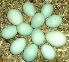 Huevos Azules Y Verdes Fertiles De Gallinas De Varias Razas