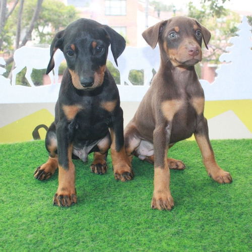 Doberman Cachorros 