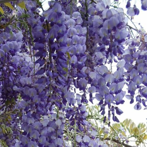 Wisteria Sinensis Morada ( Planta ) 170 Cm  Ya Grandes