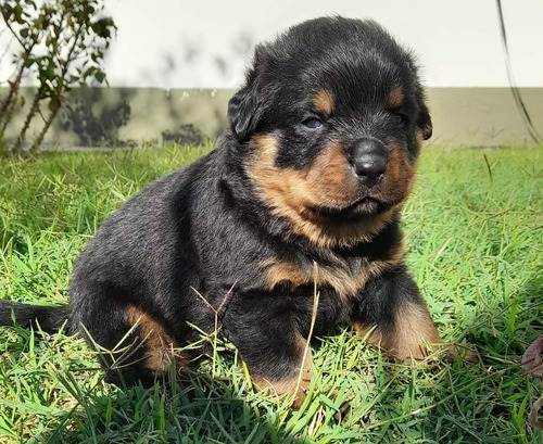 Rottweiler Cachorros R 3