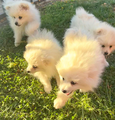 Pomerania Blanco Hembra Y Machos Kcc - Entrega Inmediata