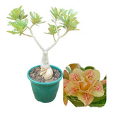Amiley - Rosa Do Deserto Grande (matriz) Flor Amarela Dupla