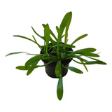 Sagittaria Subulata Planta Lowtech Pequena Aquário Plantado