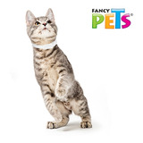 Lote 7 Collar Repelente Para Gato Fancy Pets