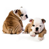 Cachorro Bulldog Ingles 05