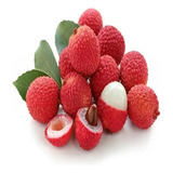 Arbolito De Litchi De Acodo, Pregunte Por Costo De Envio