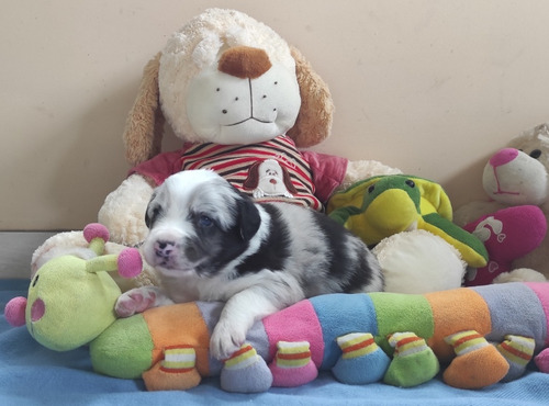 Cachorros Border Collie 