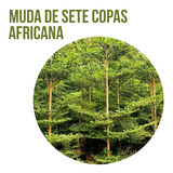 Mudas De Sete Copas Africana - 150cm A 200cm