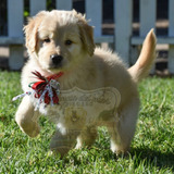 Maravillosos Ejemplares De Cachorros Golden, Hermosos