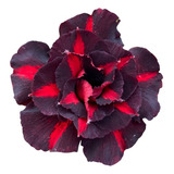 Flor Muda Rosa Do Deserto Exótica Negra Matizada Multipetala