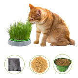 Kit Siembra Hierba Gatuna Pasto Digestivo Catnip Para Gatos