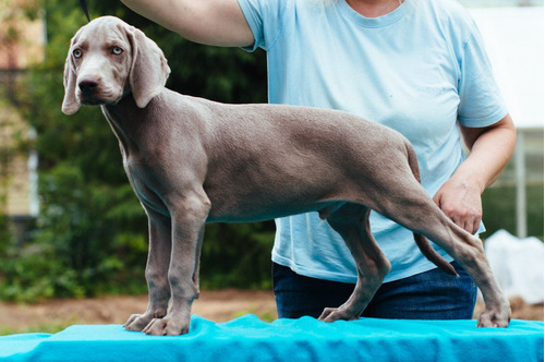 Hermososaint Daniel Mascotas Exclusivas Weimaraner