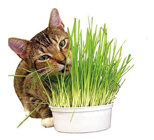 Semillas Pasto De Trigo Para Gatos 100 Gramos/boxcatchile