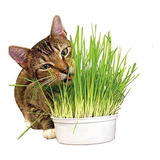 Semillas Pasto De Trigo Para Gatos 300 Gramos/boxcatchile