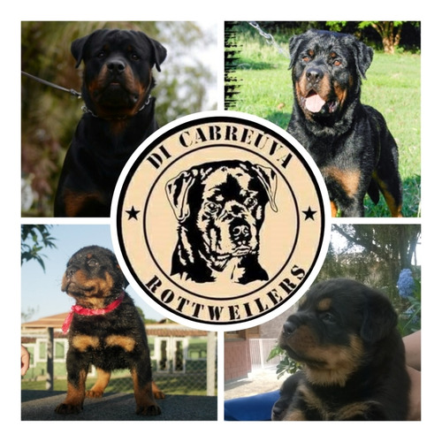 Rottweiler Filhotes Alto Padrão (machos E Fêmeas)