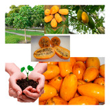 Mamão Da Mata Jaracatiá - Sementes Arvore Fruta Para Mudas