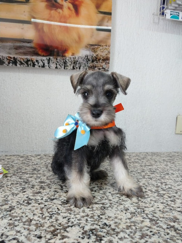 Cachorros Schnauzer Mini Ya Vacunados Bellos