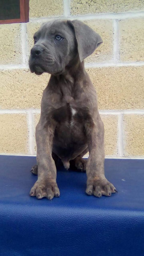 Cane Corso Lineas 100% Italianas Criadero Profesional !!!