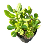 1 Muda De Planta Jade Crassula Ovata Mini Árvore Bonsai