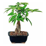 9greenbox - Dinero Árbol Bonsai Con Olla De Cerámic