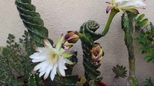 Cactus Espiralado Cereus Espiral De Esqueje No Semillas Sucu
