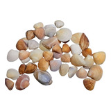 Conchas Do Mar Natural Aquário, Artesanato, Decoração 50 Un