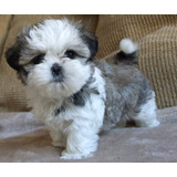 Perritos Shih Tzu Mini