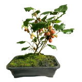 Bonsai De Amora Bonsai Frutífero Árvore Japonês Frutificanda