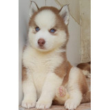 Huskysiberiano Filhotes Disponíveis Apartir De 1600 