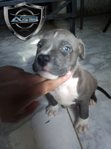 Cachorro Pitbull Blue 
